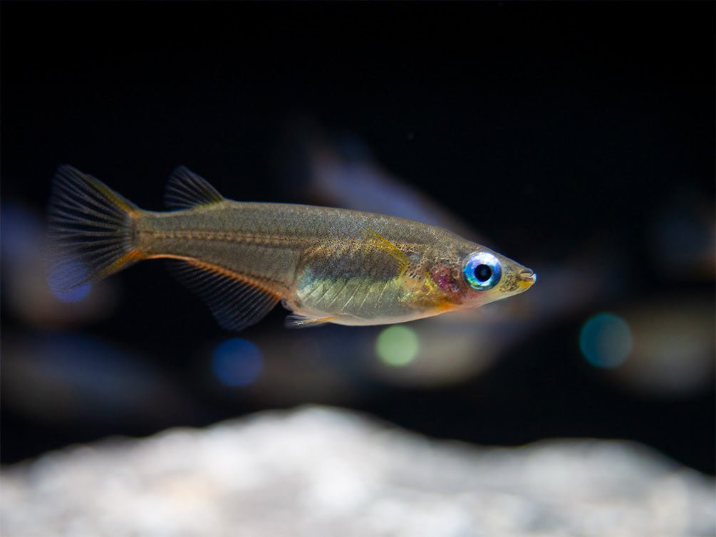 Daisy's Blue Ricefish (Oryzias woworae), Tank-Bred