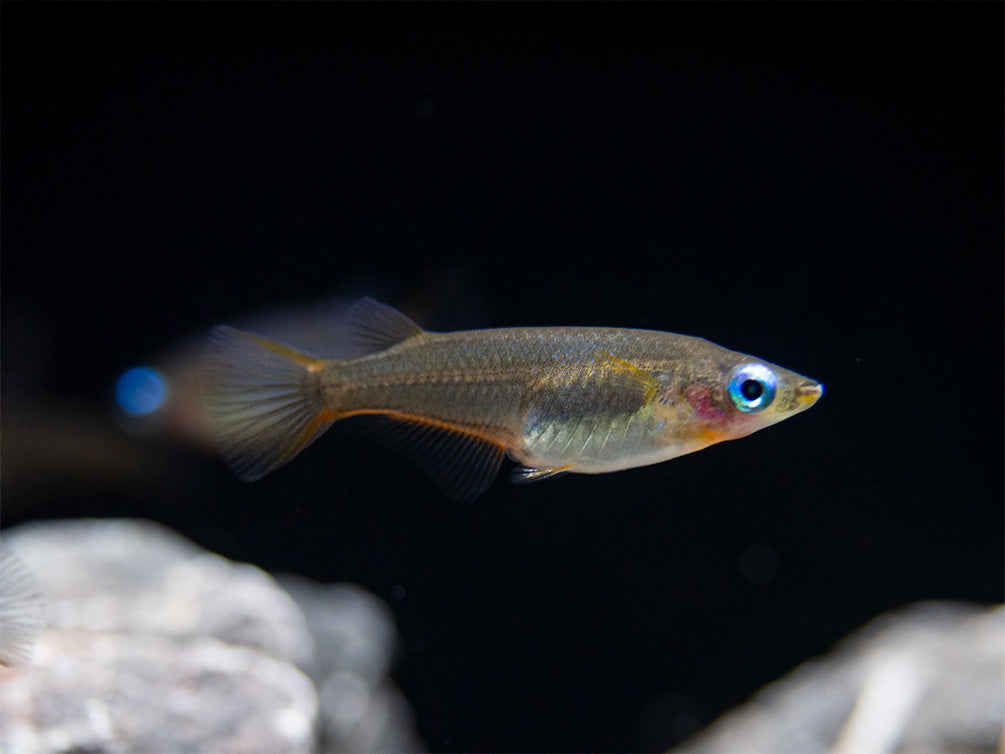 Daisy's Blue Ricefish (Oryzias woworae), Tank-Bred