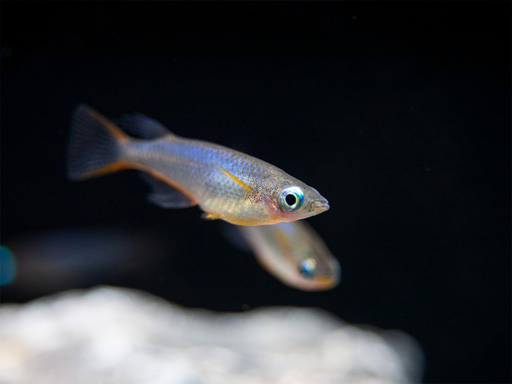 Daisy's Blue Ricefish (Oryzias woworae), Tank-Bred