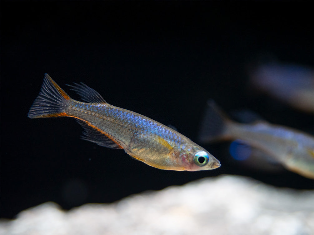 Daisy's Blue Ricefish (Oryzias woworae), Tank-Bred