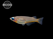 Daisy's Blue Ricefish (Oryzias woworae), LOCALLY BRED! - Aquatic Arts