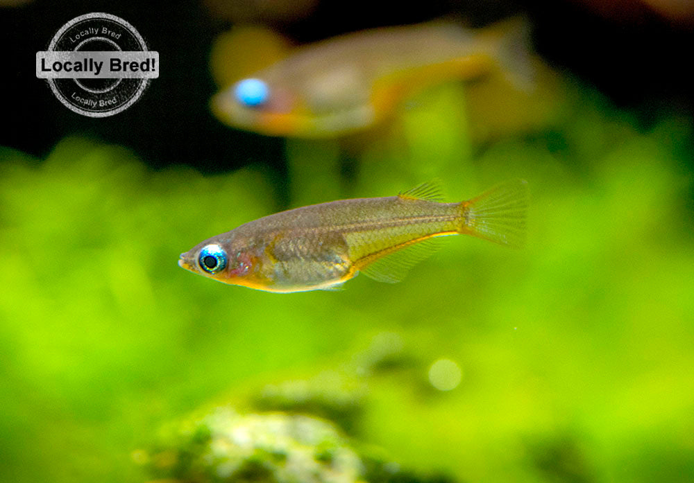 Daisy's Blue Ricefish (Oryzias woworae), LOCALLY BRED!