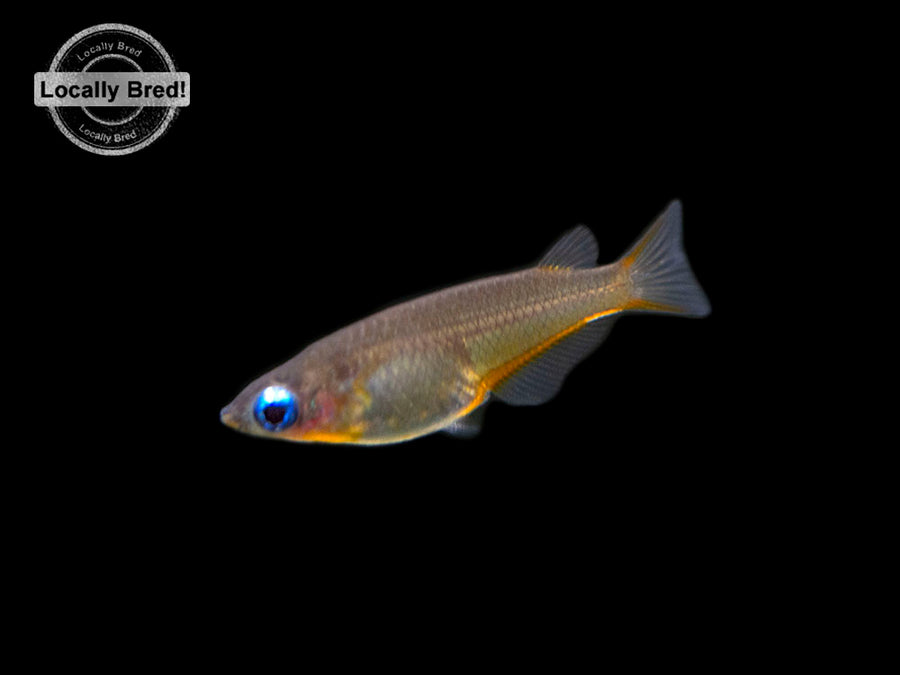 Daisy's Blue Ricefish (Oryzias woworae), LOCALLY BRED! - Aquatic Arts