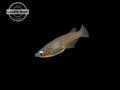Daisy's Blue Ricefish (Oryzias woworae), LOCALLY BRED! - Aquatic Arts