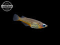Daisy's Blue Ricefish (Oryzias woworae), LOCALLY BRED! - Aquatic Arts