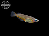 Daisy's Blue Ricefish (Oryzias woworae), LOCALLY BRED! - Aquatic Arts ...
