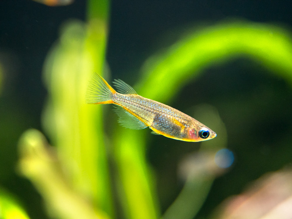 Daisy's Blue Ricefish (Oryzias woworae), Tank-Bred