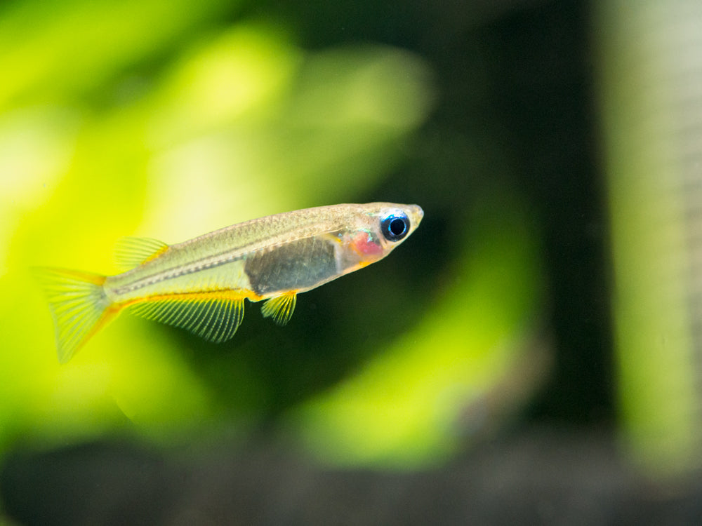 Daisy's Blue Ricefish (Oryzias woworae), Tank-Bred