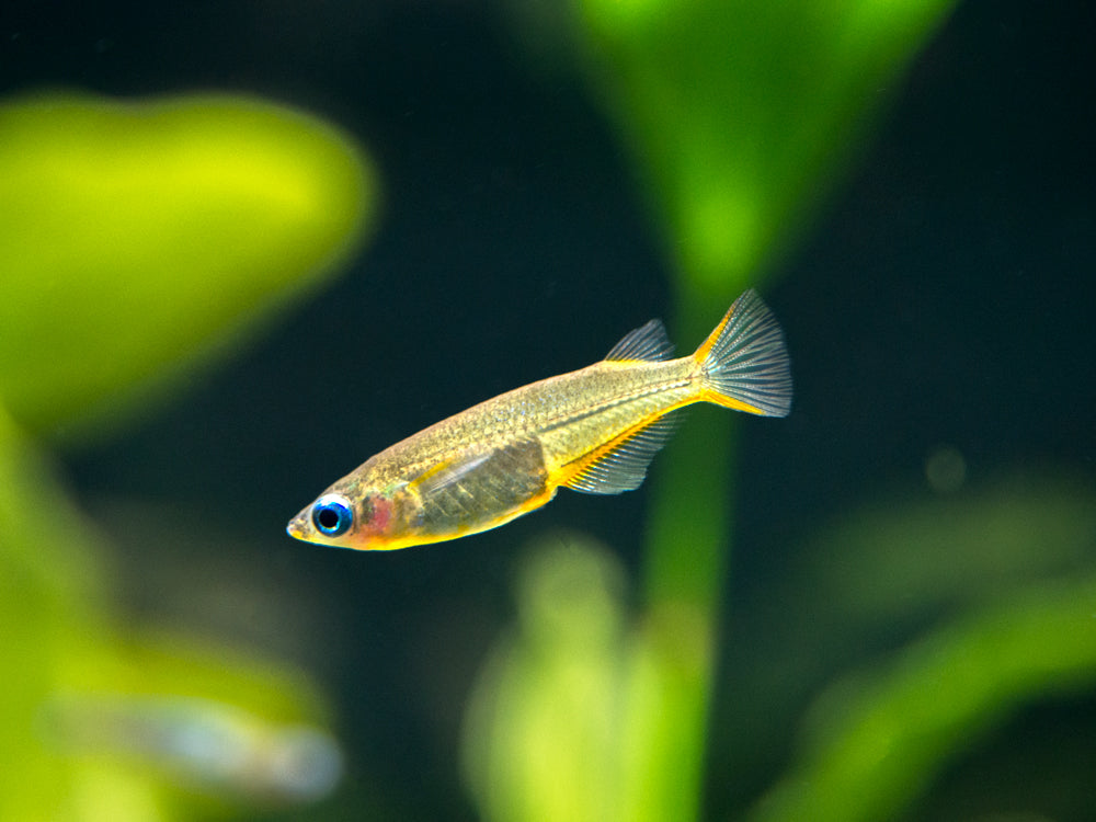 Daisy's Blue Ricefish (Oryzias woworae), Tank-Bred