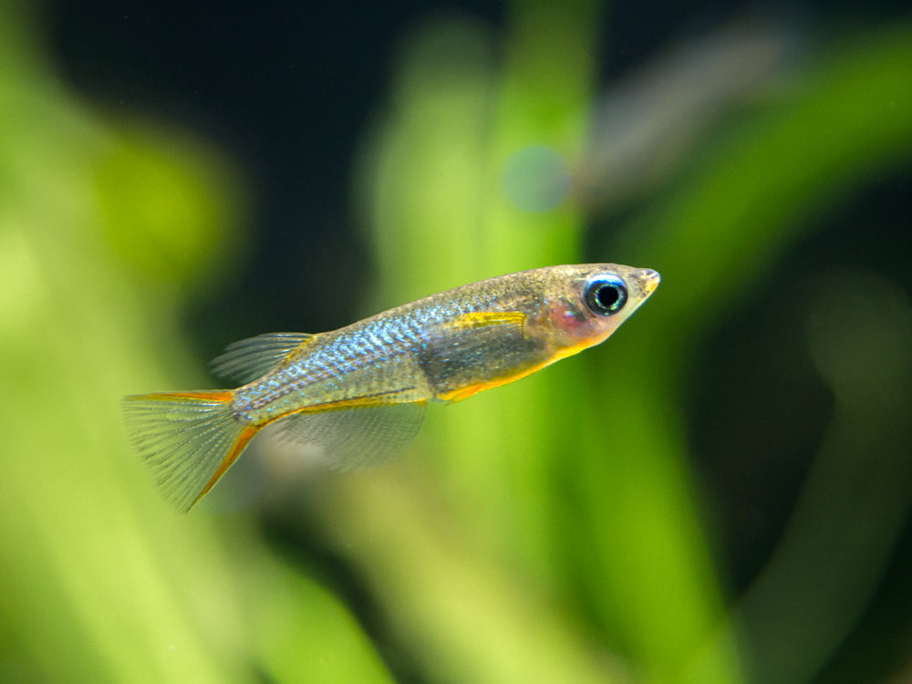 Daisy's Blue Ricefish (Oryzias woworae), Tank-Raised! - Aquatic Arts