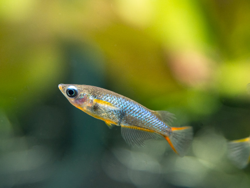 Daisy's Blue Ricefish (Oryzias woworae), Tank-Bred