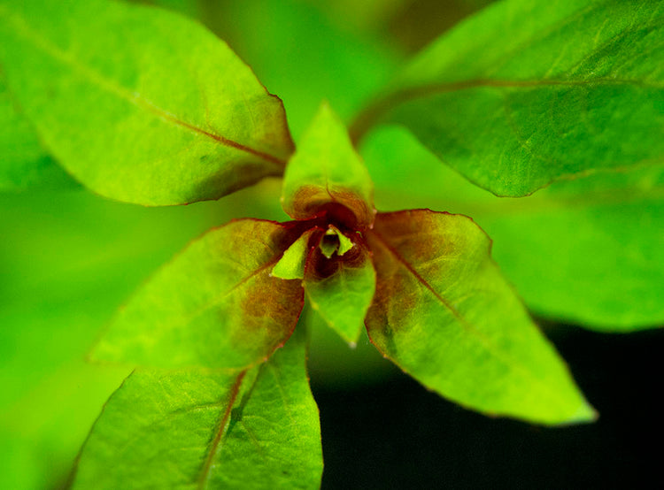 dark red ludwigia for sale 