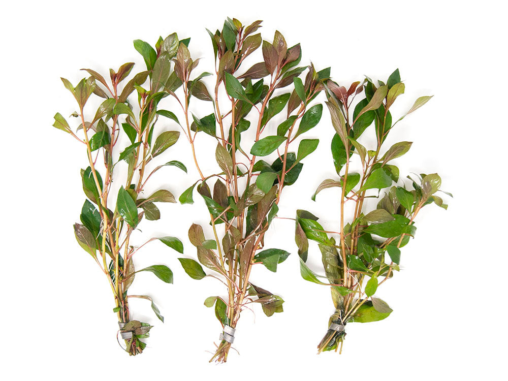 Dark Red Ludwigia (Ludwigia repens "Dark Red"), Bunched