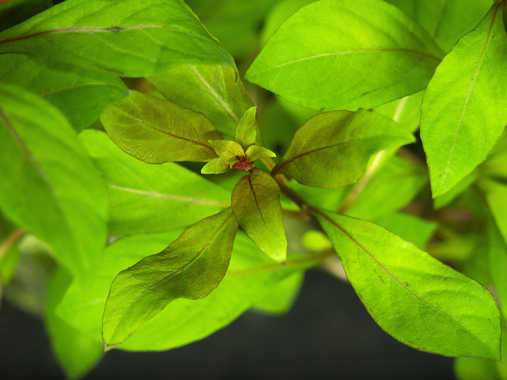 Dark Red Ludwigia (Ludwigia repens "Dark Red"), Bunched