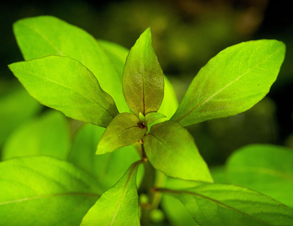 Dark Red Ludwigia (Ludwigia repens "Dark Red"), Bunched