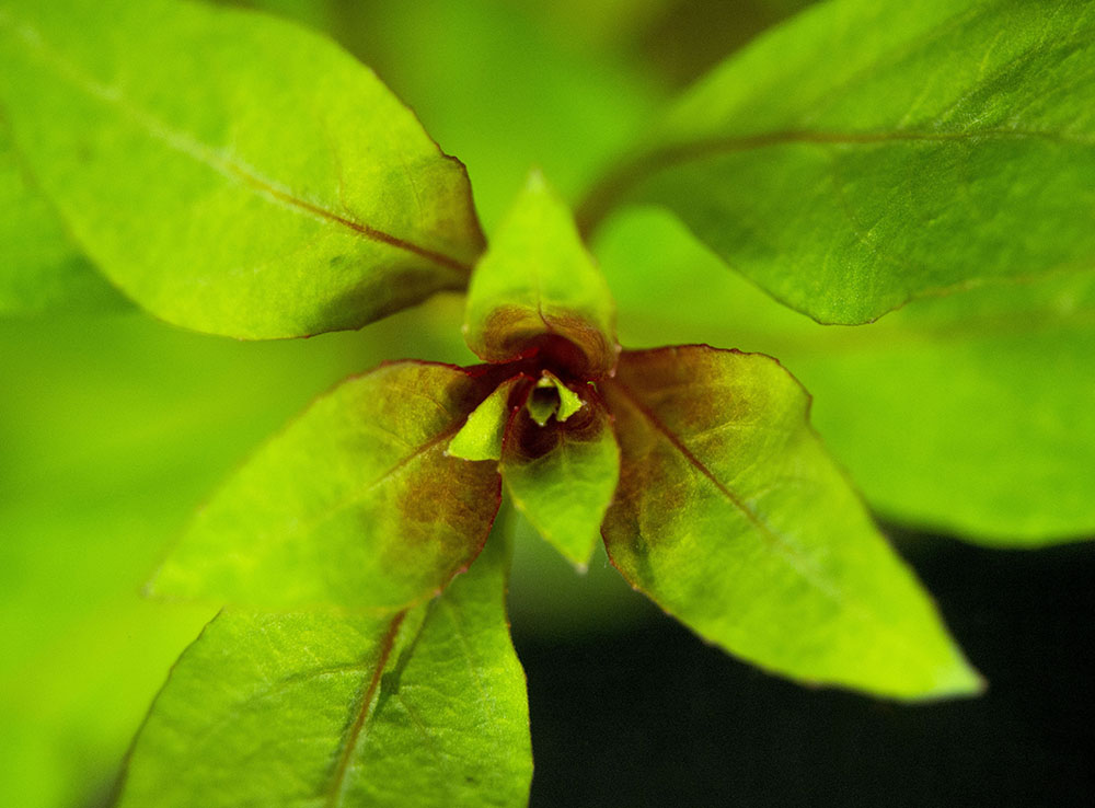 Dark Red Ludwigia (Ludwigia repens "Dark Red"), Bunched