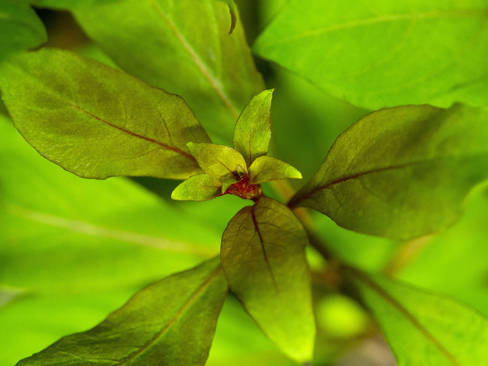 Dark Red Ludwigia (Ludwigia repens "Dark Red"), Bunched