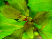 Stem Plant Combo - Beginner Aquarium Plants: Moneywort,  Dark Red Ludwigia, and Green Cabomba