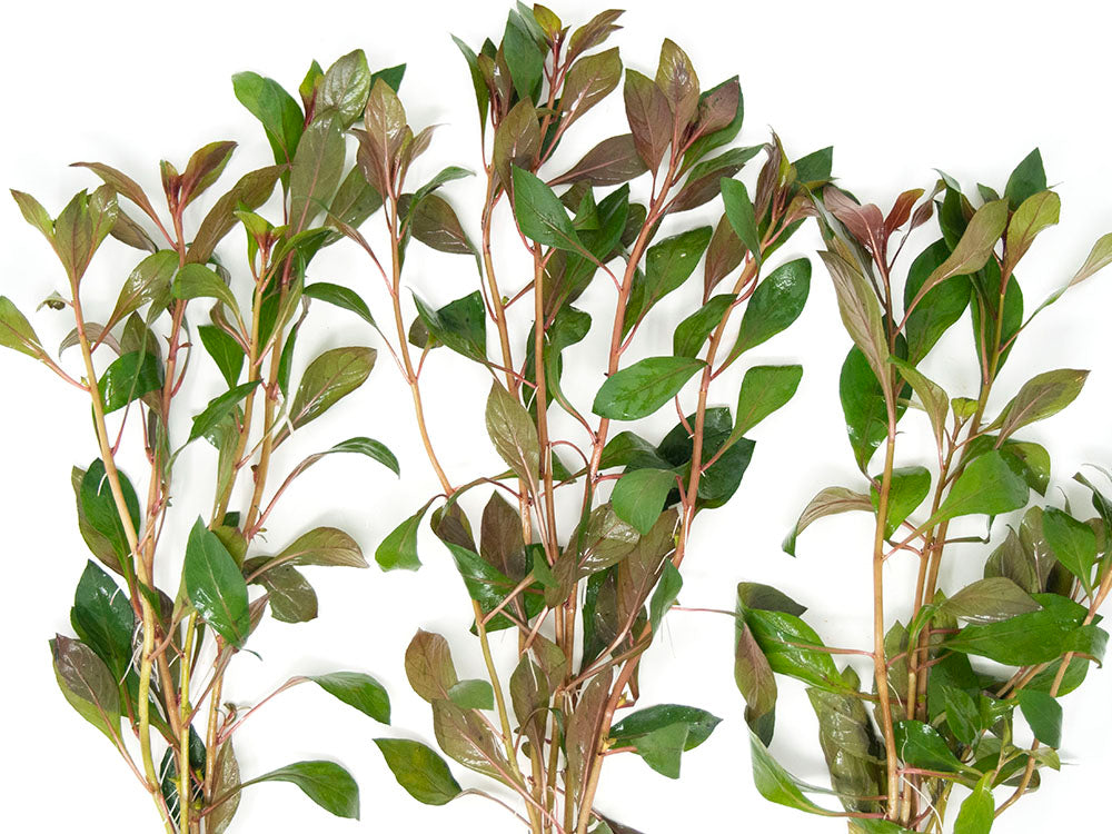 Dark Red Ludwigia (Ludwigia repens "Dark Red"), Bunched