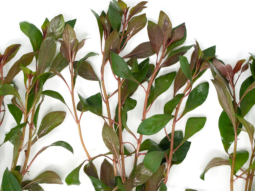 Dark Red Ludwigia (Ludwigia repens "Dark Red"), Bunched