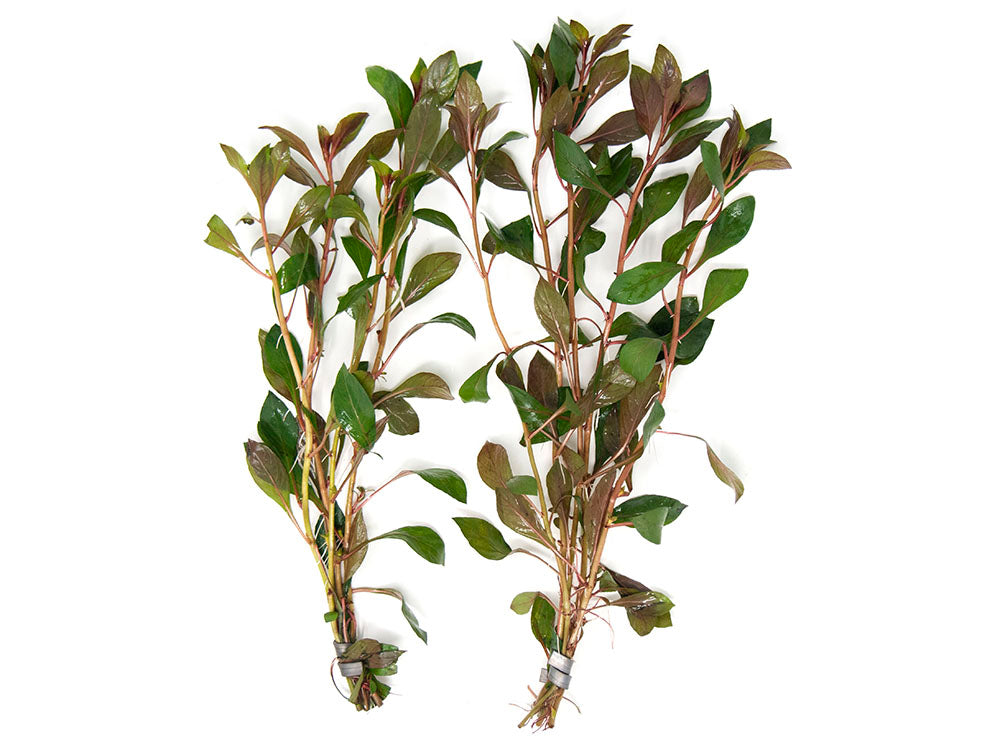 Dark Red Ludwigia (Ludwigia repens "Dark Red"), Bunched
