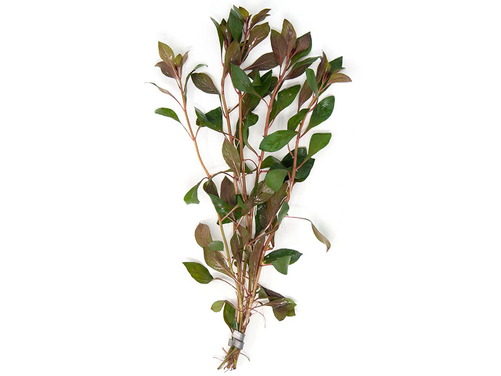 Dark Red Ludwigia (Ludwigia repens "Dark Red"), Bunched