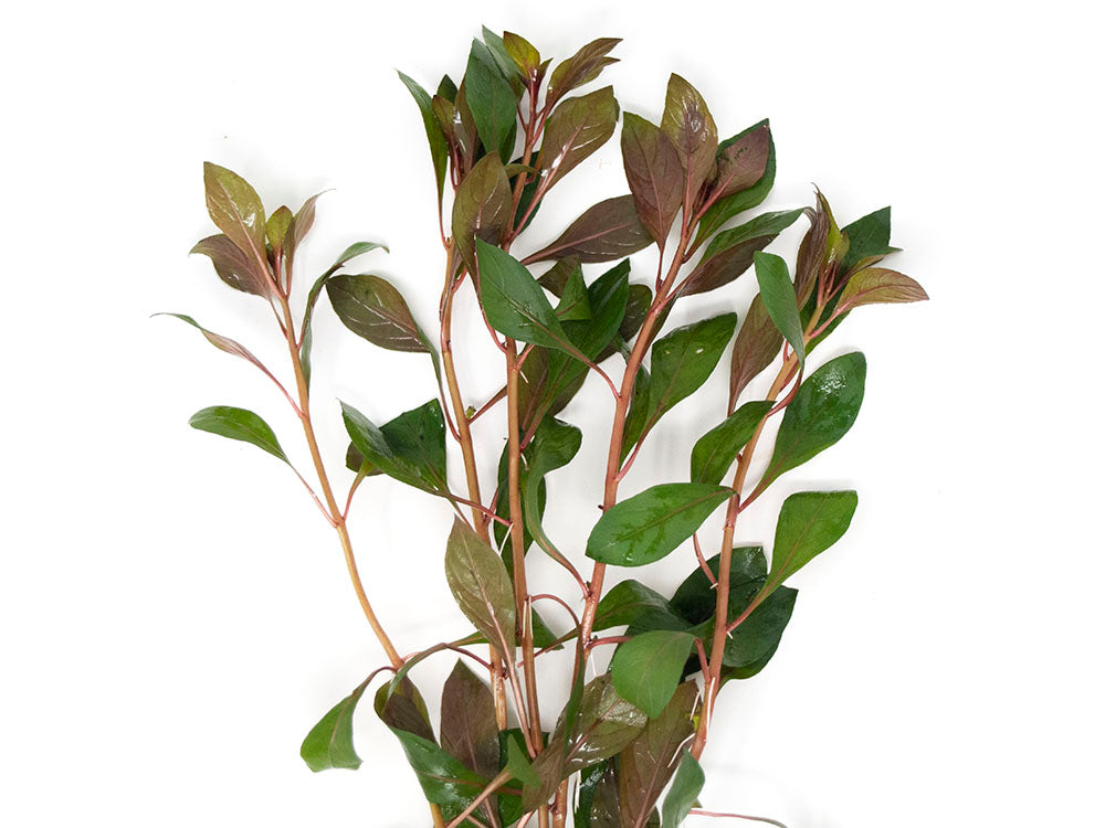 Dark Red Ludwigia (Ludwigia repens "Dark Red"), Bunched