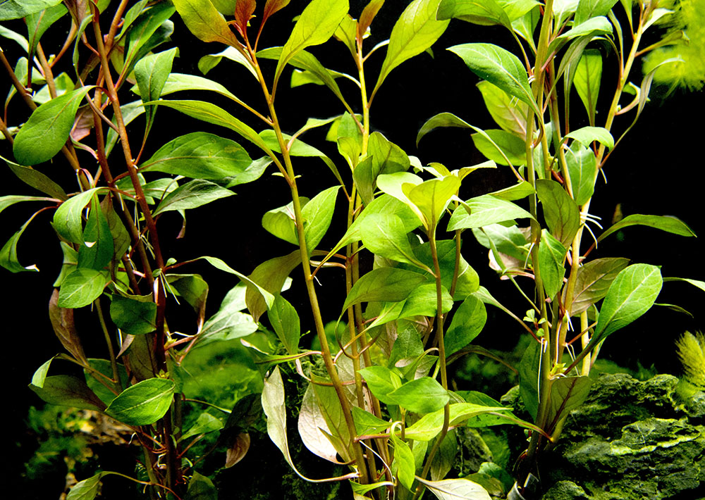 Dark Red Ludwigia (Ludwigia repens "Dark Red"), Bunched