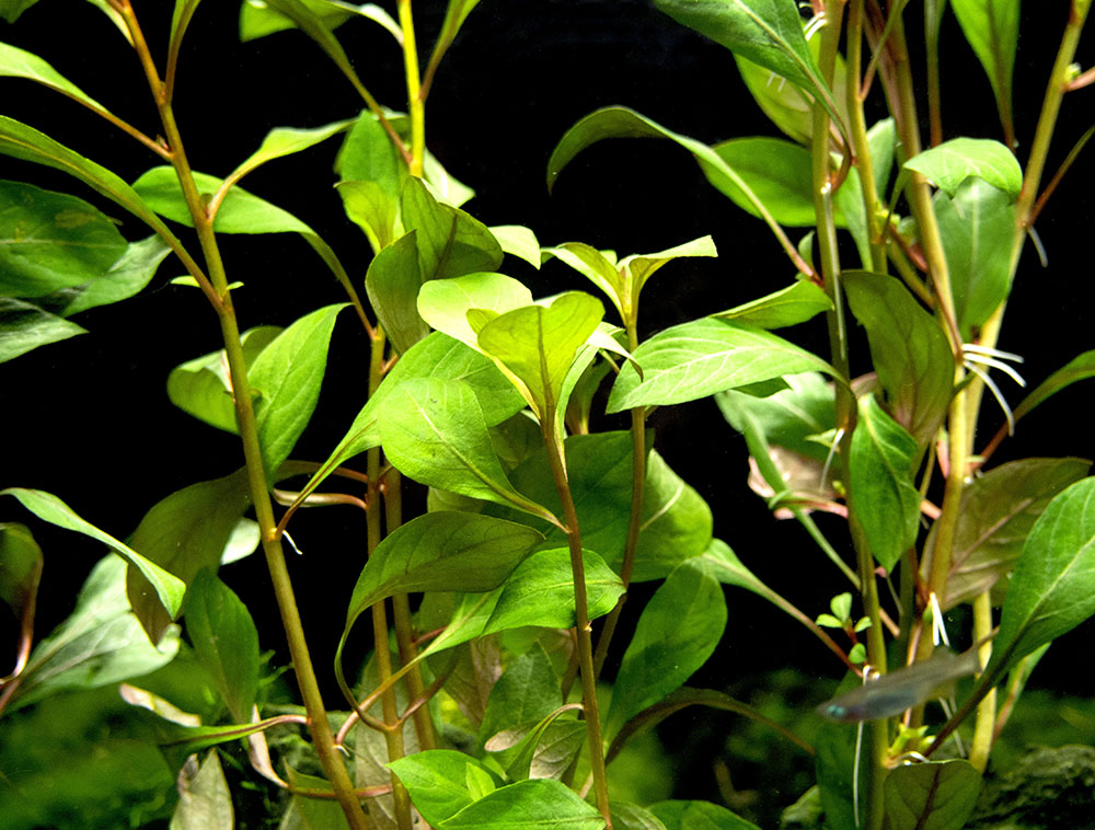 Dark Red Ludwigia (Ludwigia repens "Dark Red"), Bunched