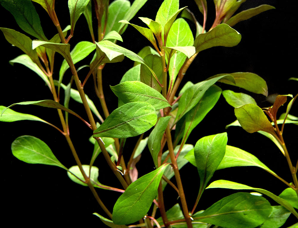 Dark Red Ludwigia (Ludwigia repens "Dark Red"), Bunched