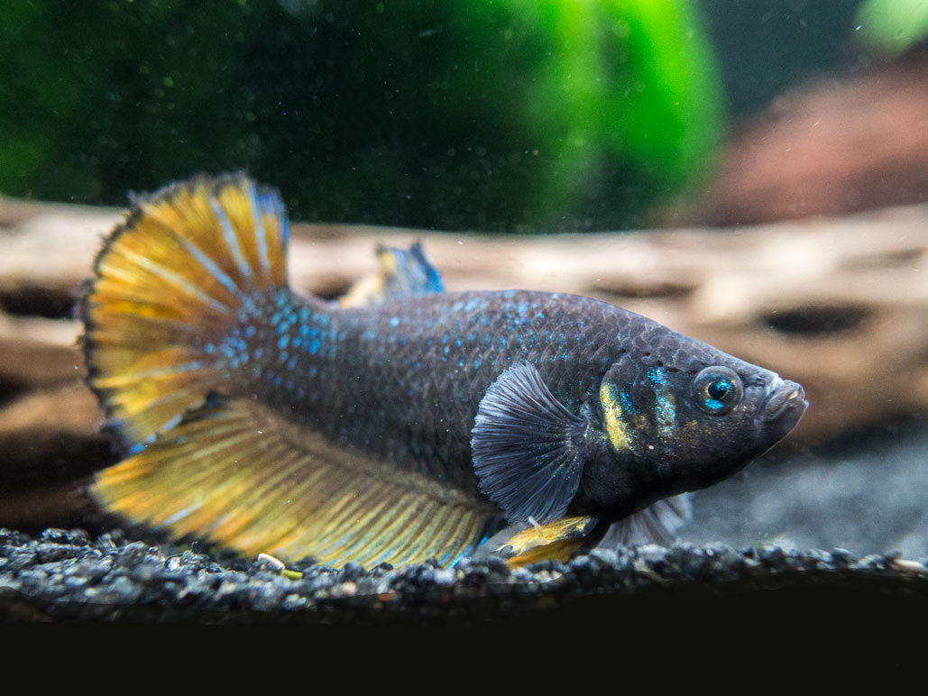 DELUXE Female Betta (Betta splendens), Tank-Bred