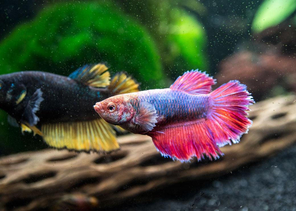 DELUXE Female Betta (Betta splendens), Tank-Bred