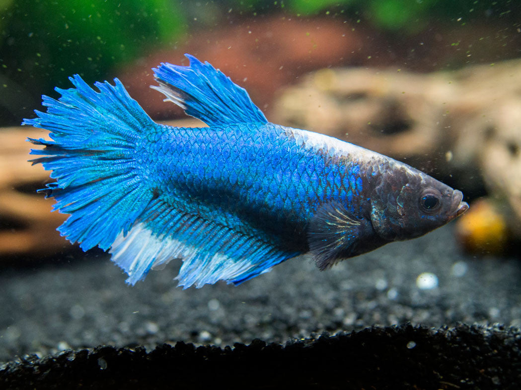 DELUXE Female Betta (Betta splendens), Tank-Bred