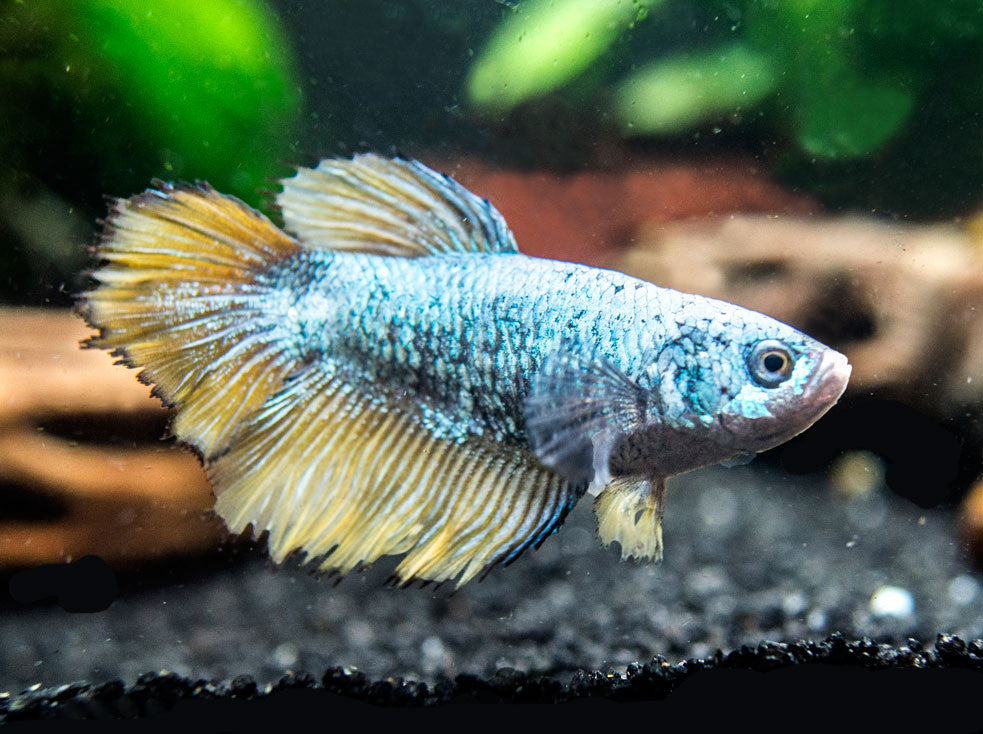 DELUXE Female Betta (Betta splendens), Tank-Bred