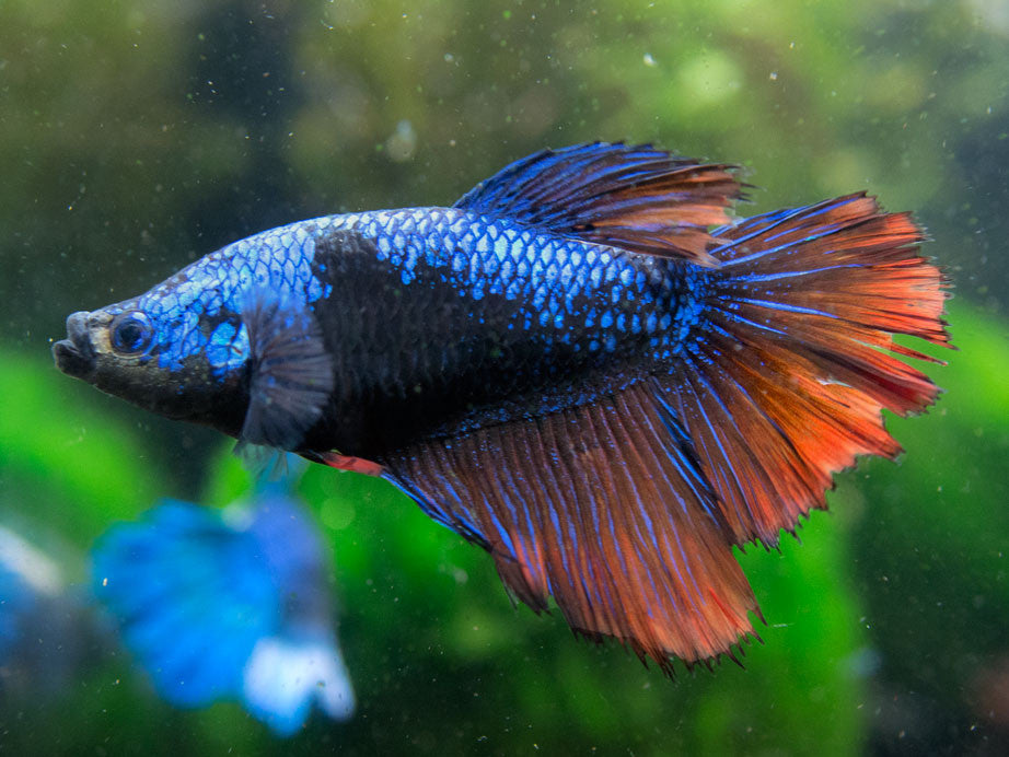 DELUXE Female Betta (Betta splendens), Tank-Bred