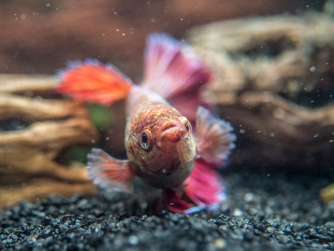 DELUXE Female Betta (Betta splendens), Tank-Bred