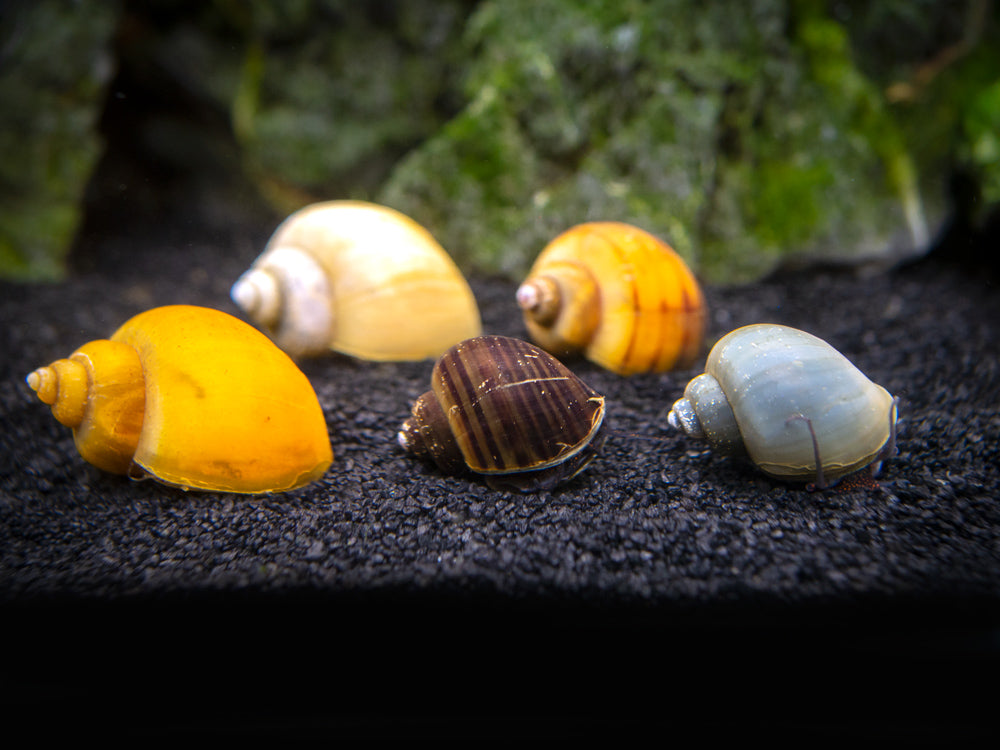 DELUXE Multi-Color Mystery Snail COMBO PACK (Pomacea bridgesii) - Tank-Bred!