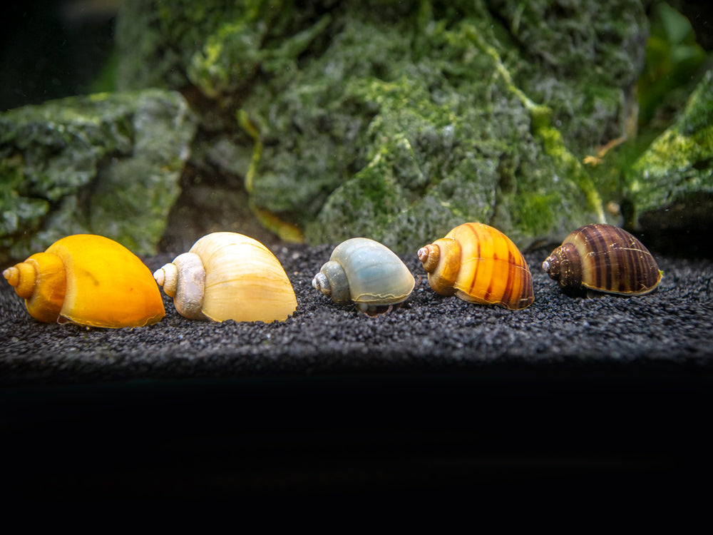 DELUXE Multi-Color Mystery Snail COMBO PACK (Pomacea bridgesii) - Tank-Bred!