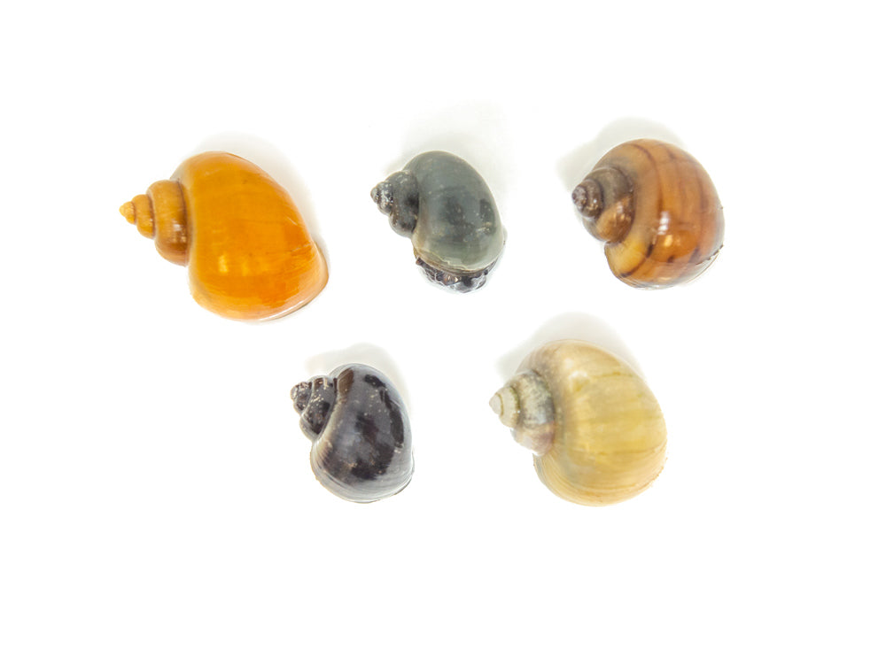 DELUXE Multi-Color Mystery Snail COMBO PACK (Pomacea bridgesii) - Tank-Bred!