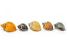 DELUXE Multi-Color Mystery Snail COMBO PACK (Pomacea bridgesii) - Tank-Bred!