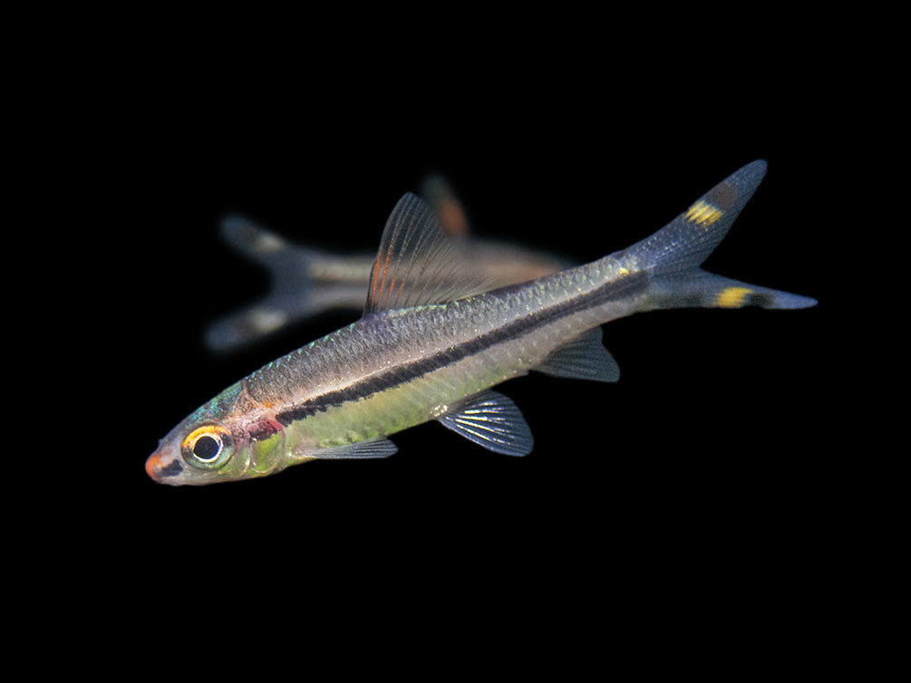 Denison’s Barb (Sahyadria denisonii), Tank-Bred