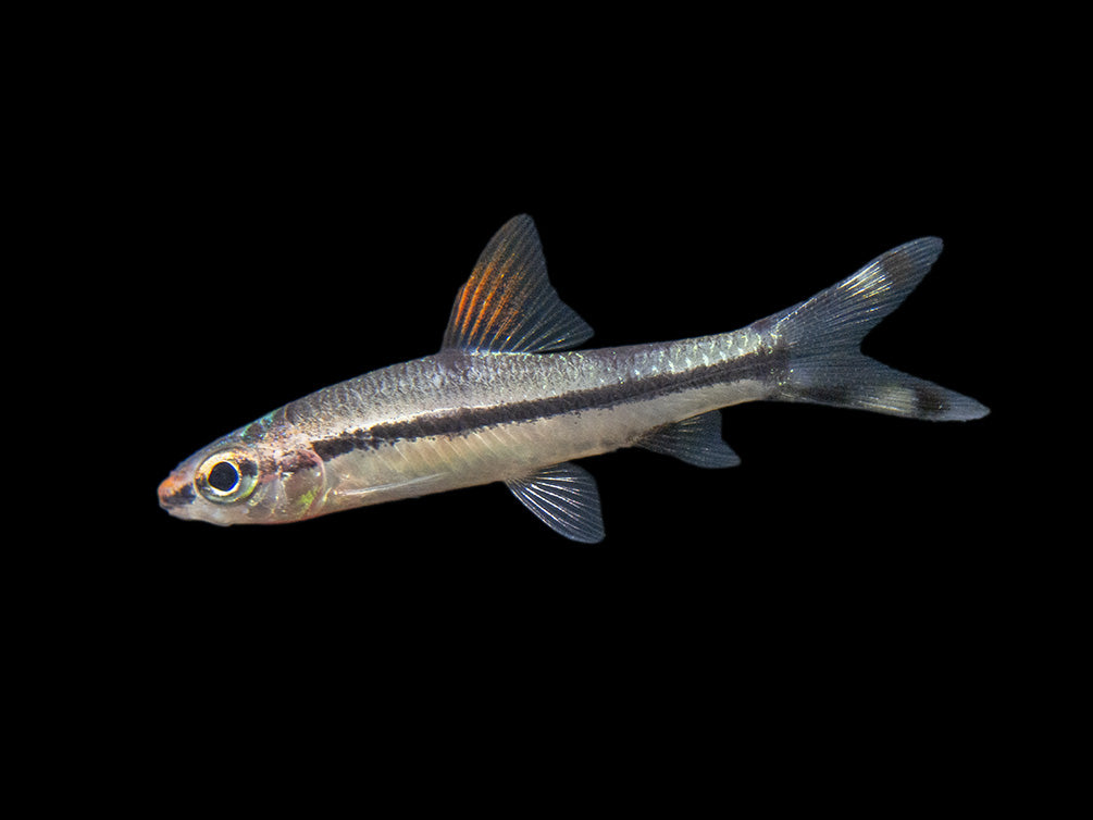 Denison’s Barb (Sahyadria denisonii), Tank-Bred