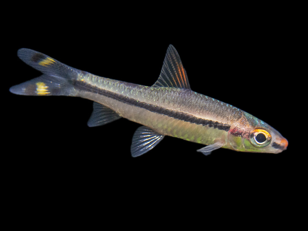 Denison’s Barb (Sahyadria denisonii), Tank-Bred