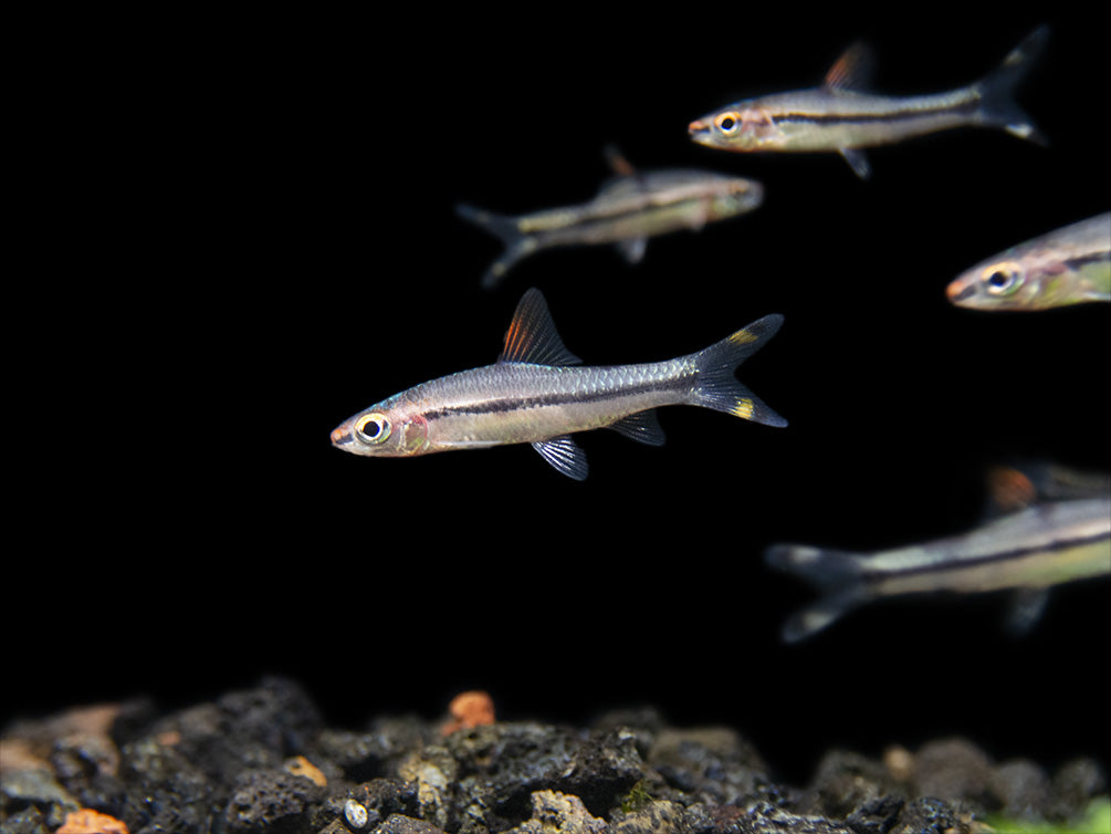 Denison’s Barb (Sahyadria denisonii), Tank-Bred