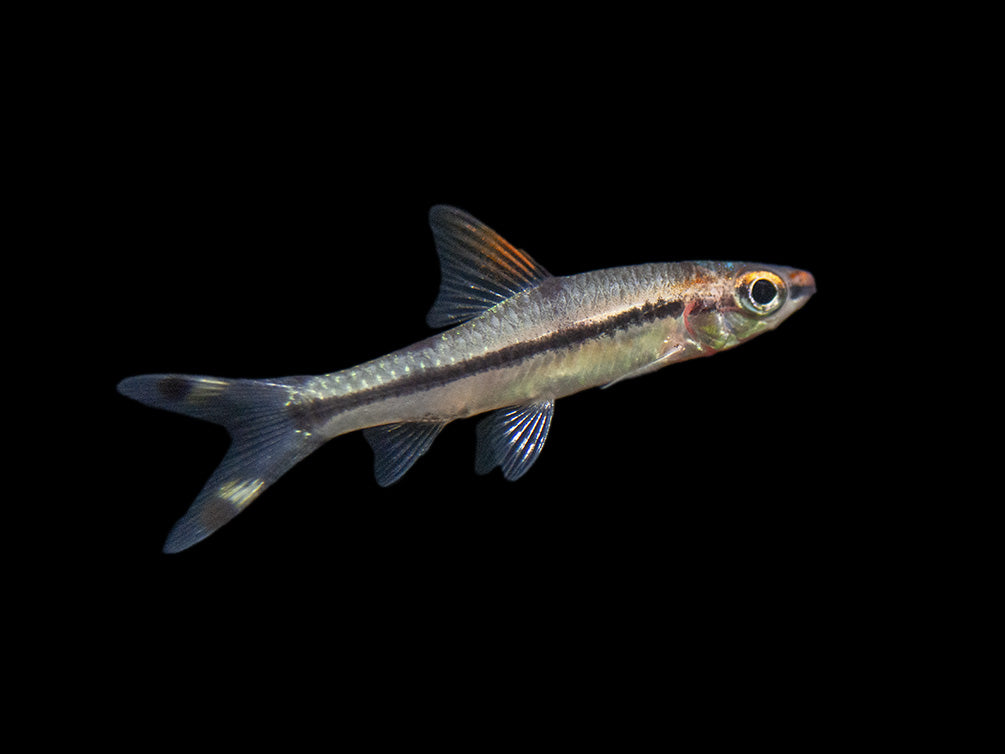 Denison’s Barb (Sahyadria denisonii), Tank-Bred