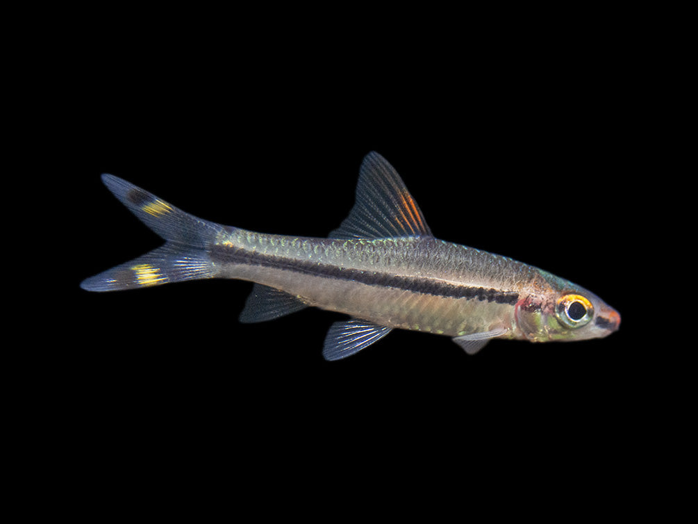 Denison’s Barb (Sahyadria denisonii), Tank-Bred