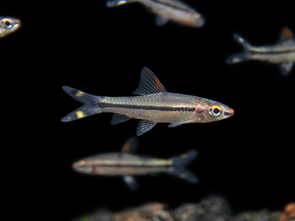 Denison’s Barb (Sahyadria denisonii), Tank-Bred