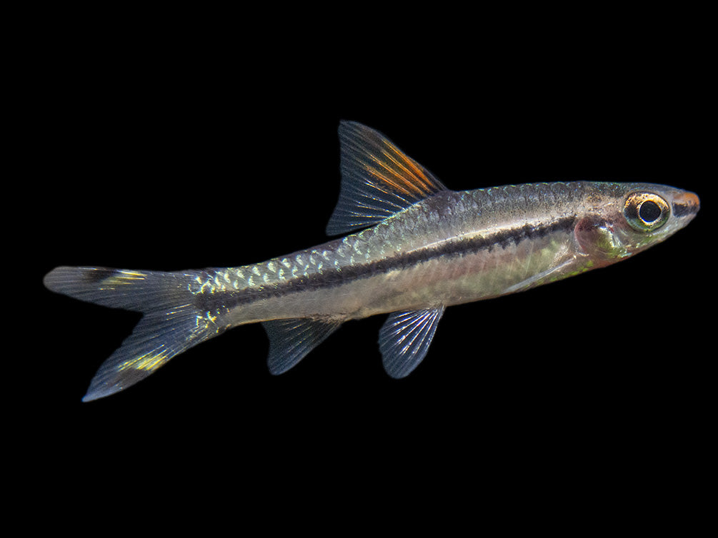 Denison’s Barb (Sahyadria denisonii), Tank-Bred