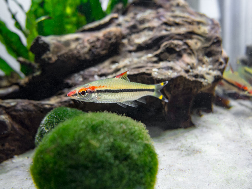 Denison’s Barb (Sahyadria denisonii), Tank-Bred