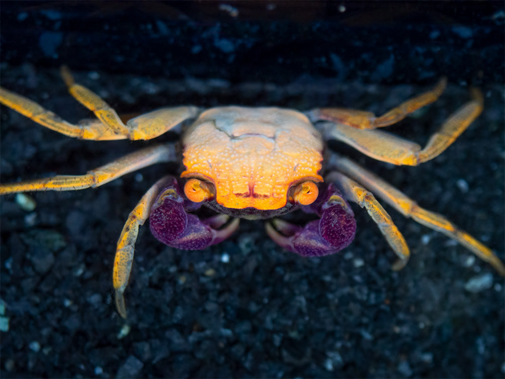 Orange Disco Vampire Crab (Geosesarma tiomanicum)